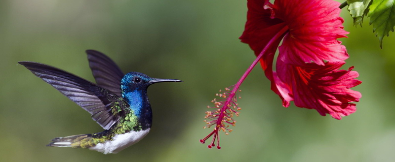 Colibri Thu. finaljpg