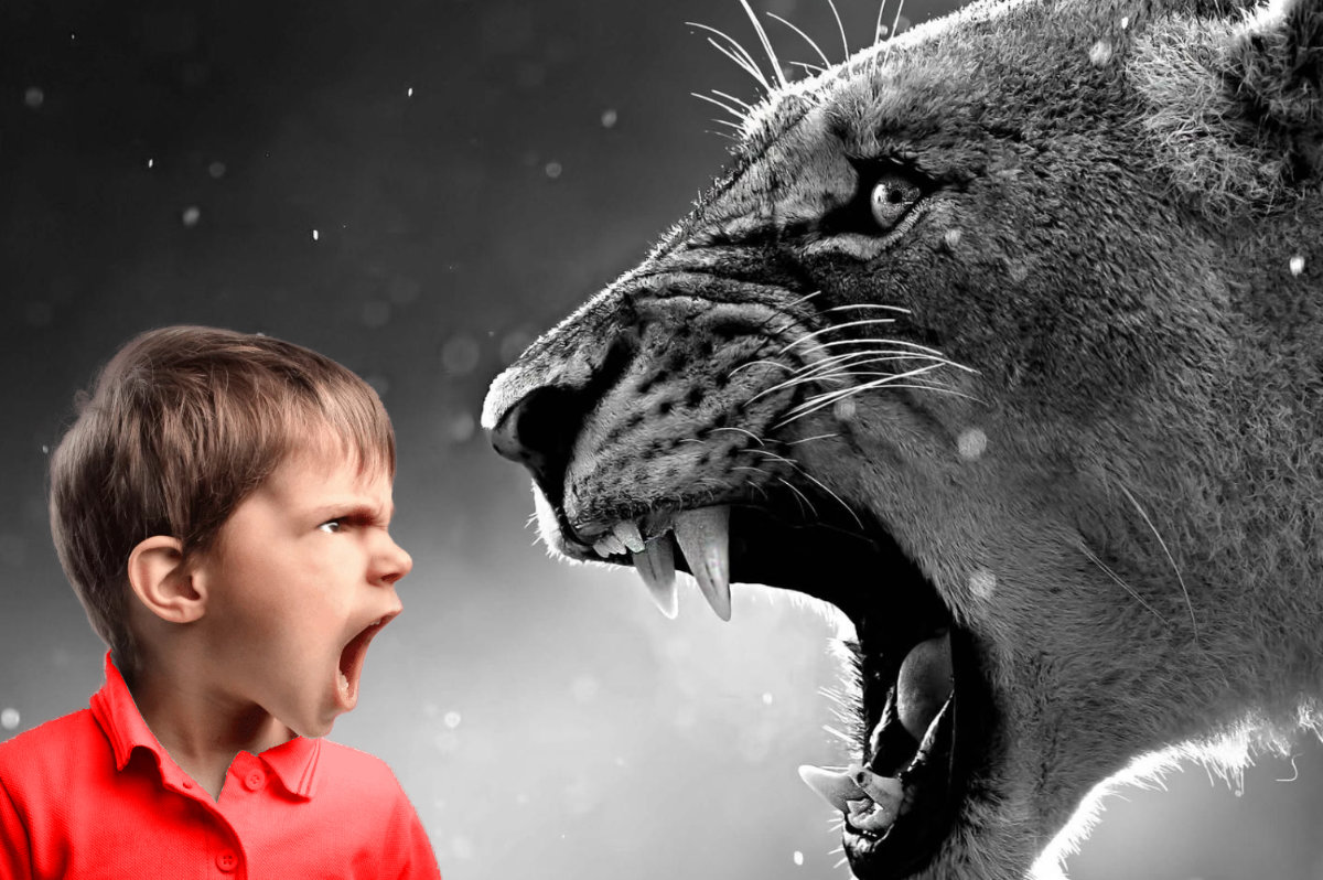 jeune garçon et tigre en colère