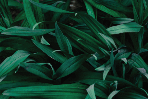 mon vegetal