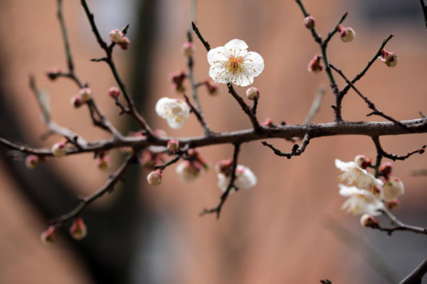 Bourgeons au printemps illustrant la spiritualité en médecine traditionnelle chinoise".