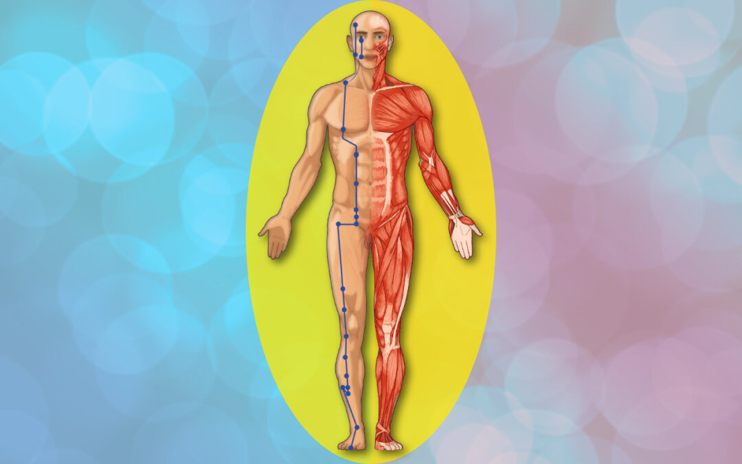 Le méridien de l’estomac