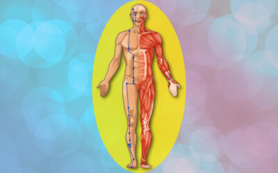 Le méridien de l’estomac