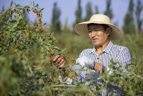 Récolte baie de goji à Ningxia