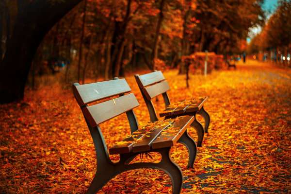 automne arbres en automne